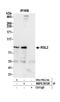 Ral Guanine Nucleotide Dissociation Stimulator Like 2 antibody, NBP2-59128, Novus Biologicals, Western Blot image 