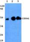 Nocturnin antibody, A10951, Boster Biological Technology, Western Blot image 