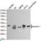 Musashi RNA Binding Protein 1 antibody, LS-C813056, Lifespan Biosciences, Western Blot image 