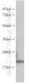 Cell Division Cycle 42 antibody, 10155-1-AP, Proteintech Group, Western Blot image 