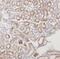 FXYD Domain Containing Ion Transport Regulator 5 antibody, FNab02594, FineTest, Immunohistochemistry frozen image 