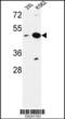 Nucleoporin-like protein 2 antibody, 64-007, ProSci, Western Blot image 