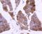 Plectin antibody, A01924, Boster Biological Technology, Immunohistochemistry frozen image 