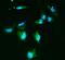 Solute carrier family 2, facilitated glucose transporter member 9 antibody, A02245, Boster Biological Technology, Immunofluorescence image 