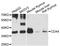 Homeobox protein CDX-4 antibody, abx005973, Abbexa, Western Blot image 