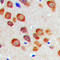 Calcium-binding protein 7 antibody, LS-C358431, Lifespan Biosciences, Immunohistochemistry frozen image 