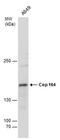 Centrosomal Protein 164 antibody, MA5-27823, Invitrogen Antibodies, Western Blot image 