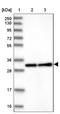 FYVE, RhoGEF And PH Domain Containing 4 antibody, NBP1-85532, Novus Biologicals, Western Blot image 