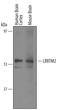 Leucine-rich repeat transmembrane neuronal protein 2 antibody, AF5589, R&D Systems, Western Blot image 