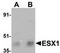 Homeobox protein ESX1 antibody, TA306921, Origene, Western Blot image 