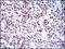 COMM Domain Containing 3 antibody, M13425, Boster Biological Technology, Immunohistochemistry paraffin image 