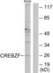 CREB/ATF BZIP Transcription Factor antibody, abx013809, Abbexa, Western Blot image 