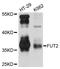 SEC2 antibody, A5721, ABclonal Technology, Western Blot image 