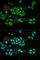 UPF1 RNA Helicase And ATPase antibody, A1521, ABclonal Technology, Immunofluorescence image 