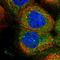 Zinc Finger SWIM-Type Containing 6 antibody, HPA035938, Atlas Antibodies, Immunofluorescence image 