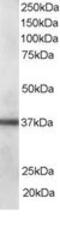 PDZ and LIM domain protein 1 antibody, MBS421489, MyBioSource, Western Blot image 