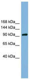 GRIP1 Associated Protein 1 antibody, TA344807, Origene, Western Blot image 