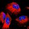MALT1 antibody, HPA048432, Atlas Antibodies, Immunofluorescence image 