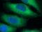 NUMBL antibody, 10111-1-AP, Proteintech Group, Immunofluorescence image 