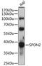 Spondin-2 antibody, A07465, Boster Biological Technology, Western Blot image 