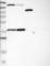 Sterile Alpha Motif Domain Containing 9 antibody, NBP1-91245, Novus Biologicals, Western Blot image 