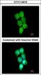 Poly(RC) Binding Protein 2 antibody, GTX114616, GeneTex, Immunocytochemistry image 