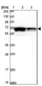 Leucine Rich Repeat Containing 63 antibody, NBP1-90670, Novus Biologicals, Immunohistochemistry frozen image 
