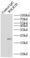RNA Polymerase II Subunit D antibody, FNab06622, FineTest, Immunoprecipitation image 