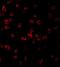 TLR11 antibody, NBP1-77204, Novus Biologicals, Immunofluorescence image 
