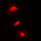 Kinesin-like protein KIF2C antibody, LS-C368389, Lifespan Biosciences, Immunofluorescence image 