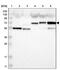 Family With Sequence Similarity 189 Member B antibody, PA5-52318, Invitrogen Antibodies, Western Blot image 