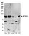 MTSS I-BAR Domain Containing 2 antibody, A304-708A, Bethyl Labs, Western Blot image 