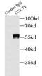 Succinyl-CoA:3-ketoacid-coenzyme A transferase 1, mitochondrial antibody, FNab09880, FineTest, Immunoprecipitation image 