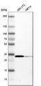 Cyclin Dependent Kinase 1 antibody, HPA003387, Atlas Antibodies, Western Blot image 