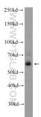 Potassium Voltage-Gated Channel Modifier Subfamily V Member 1 antibody, 12684-1-AP, Proteintech Group, Western Blot image 
