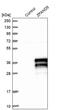 Zinc Finger AN1-Type Containing 5 antibody, PA5-53735, Invitrogen Antibodies, Western Blot image 