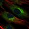 BGN antibody, HPA003157, Atlas Antibodies, Immunofluorescence image 