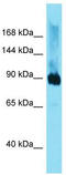 Dimethylglycine Dehydrogenase antibody, TA338400, Origene, Western Blot image 