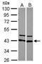Heterogeneous Nuclear Ribonucleoprotein D antibody, NBP2-15527, Novus Biologicals, Western Blot image 