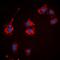 UPF0378 protein KIAA0100 antibody, orb315583, Biorbyt, Immunofluorescence image 