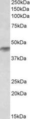 Histamine H2 receptor antibody, TA311191, Origene, Western Blot image 