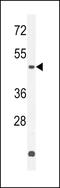 Zinc Finger Protein 572 antibody, LS-C160813, Lifespan Biosciences, Western Blot image 