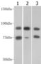 SUZ12 Polycomb Repressive Complex 2 Subunit antibody, TA322353, Origene, Western Blot image 