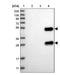 Semaphorin-3D antibody, NBP1-85517, Novus Biologicals, Western Blot image 