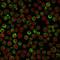 CD79a antibody, GTX34564, GeneTex, Immunofluorescence image 