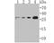 Tumor Protein P53 Inducible Nuclear Protein 1 antibody, NBP2-76860, Novus Biologicals, Western Blot image 