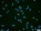 Ribulose-phosphate 3-epimerase antibody, 12168-2-AP, Proteintech Group, Immunofluorescence image 