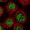 Proline Rich Mitotic Checkpoint Control Factor antibody, HPA019481, Atlas Antibodies, Immunofluorescence image 