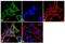 Dyn3 antibody, GTX23458, GeneTex, Immunofluorescence image 