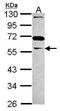 Growth arrest-specific protein 7 antibody, PA5-30274, Invitrogen Antibodies, Western Blot image 